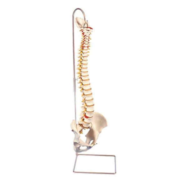 Fabrication Enterprises Anatomical Model - Highly Flexible Spine without Stand 963846